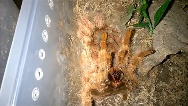 Nhandu tripepii Molt and Update смотреть онлайн