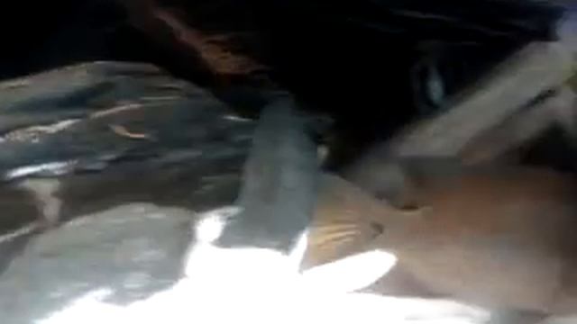 Guttulata de Néstor смотреть онлайн