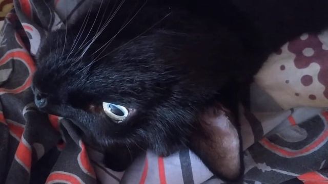 Доброе утро!🌹Ваш Буся. вторник смотреть онлайн