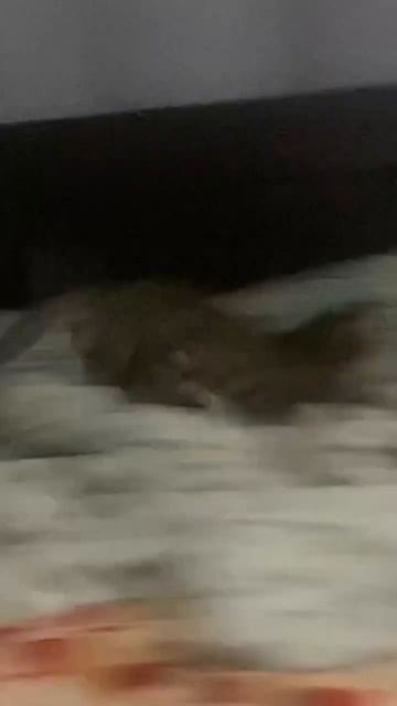 Крыса на прогиб кидает собаку с койки🙀🙀🙀!!! #shorts #коты #котики смотреть онлайн