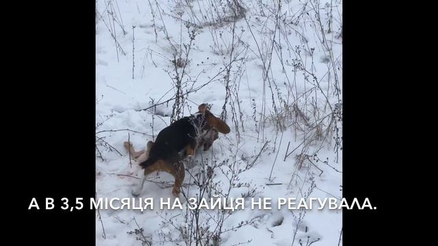 ЕСТОНСЬКА ГОНЧА. смотреть онлайн