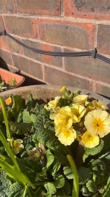 So happy to see spring & flowers in my garden #spring #flowers #primrose #daffodils смотреть онлайн