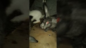 Моя маленькая кроликоферма