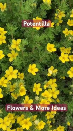 Potentilla Fruticosa @flowersmoreideas3639 #lovely #flowers #gardening