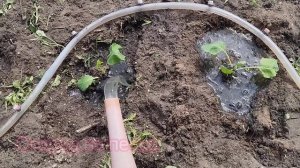 Высадка рассады капусты в открытый грунт 🥬🥦🥬