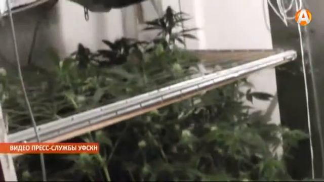 Вредоносный «ботанический сад» смотреть онлайн