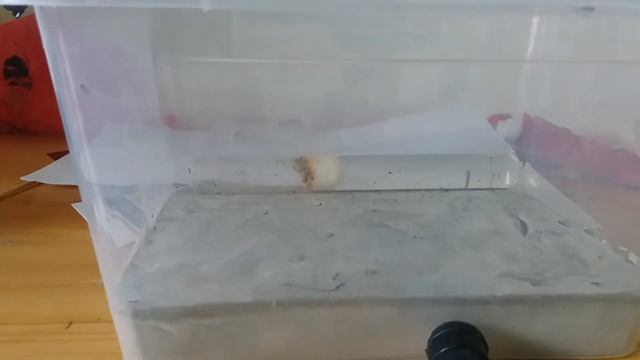 Themnothorax kolonie смотреть онлайн