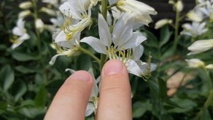 Ясенец белый (Dictamnus albus) или Диктамнус в нашем саду в мае 2024.