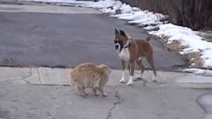 Видео онлайн, кот круче собаки