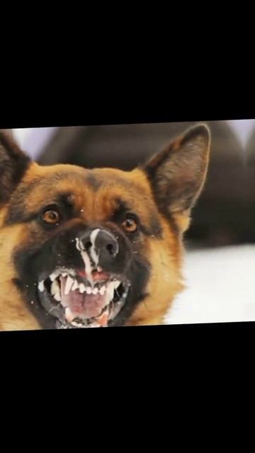 Эдит с овчаркой смотреть онлайн