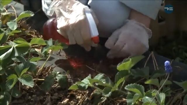 Тюменский сад 28.05.19 смотреть онлайн