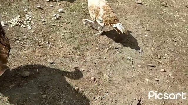 СВИНЬЯ балдеет, пёсики довольны. смотреть онлайн