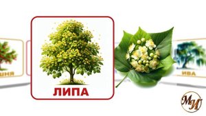 Познаём мир! Деревья нашего двора. Развивающее видео для детей.