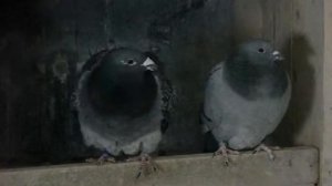 Мои голуби,  Нахохлились!