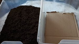 Натуральное удобрение. Биогумус. Дендробена червь в квартире.