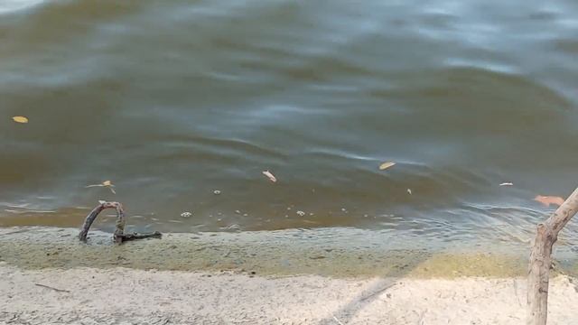 💥Отдых,перекус на природе🔥 бесстрашный Уж! смотреть онлайн