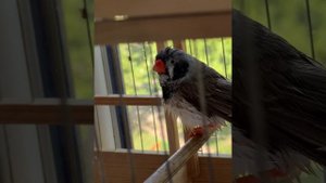 Японские АМАДИНЫ купаются 😁😁 #chill #amadin #амадины #японскиеамадины #птицы #купаниептиц #амадин