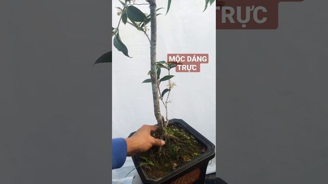 Mộc hương dáng trực nghệ thuật shorts  - Mochuong3mien