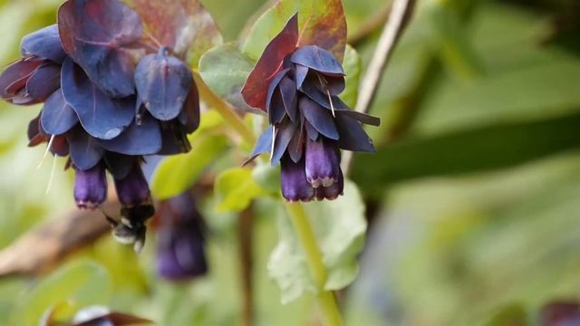 Purple hanging bells of Honeywort that look as they may begin to chime กงสนำเงน  ดอกไมในสวนEp