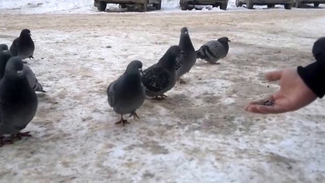 голуби серуны смотреть онлайн