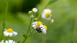 Protaetia Flower Beetle Visits Daisy Fleabane Flowers シロテンハナムグリがヒメジョオンの花で食後に飛ぶ
