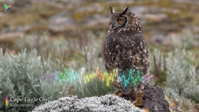 The Best Owl Sounds🦉The Sounds of African Owls🎶 смотреть онлайн