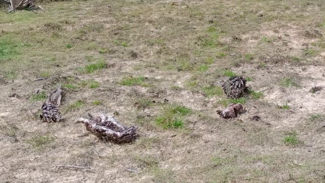 දැකල තියෙනවද (බිම් බස්සා) බිත්තර රකිනවා...👍☝️👉 смотреть онлайн