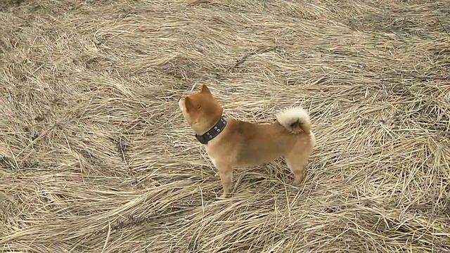 Просто собака смотреть онлайн