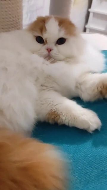 кот хайленд фолд👌выпускник питомника😍 смотреть онлайн