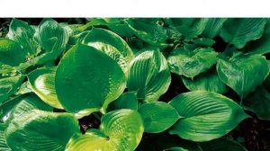 Hostas in Korea, 비비추 '뷰티 서브스턴스' Hosta ‘Beauty Substance’