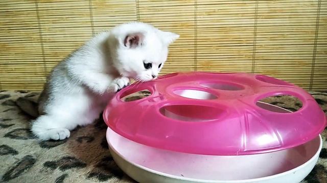 Серебристая шиншиллка) смотреть онлайн