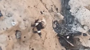 Паук. Турция.