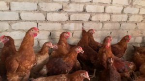 Полтавская глинистая молодняк 2023 года