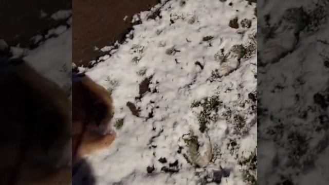 С ПРАЗДНИКОМ! Служебные собаки ВОВ. Праздничный привет от Сати. Киса ищет дом! Мила едет вГерманию. смотреть онлайн