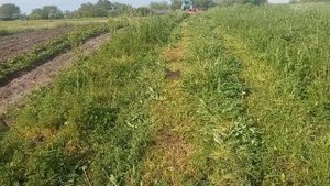 первый покос люцерны на сено