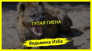 ТУПАЯ ГИЕНА. #ВЕДЬМИНАИЗБА ▶️ #МАГИЯ