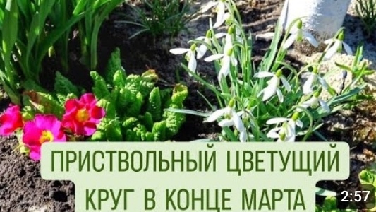 ПРИСТВОЛЬНЫЙ ЦВЕТУЩИЙ КРУГ В КОНЦЕ МАРТА. 27.03.2024г.