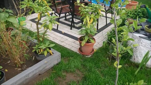 bananowiec abisyński ensete ventricosum maurelli nowy nabytek, obiegówka. смотреть онлайн