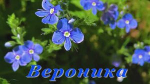 ВЕРОНИКА голубоглазка