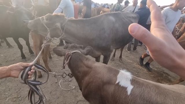 28-ИЮЛЬ/ХОЖЕЛИ МАЛ БАЗАРЫ/СКОТНЫЙ РЫНОК/BUQALAR/BIG BULLS IN THE WORLD/BIG COW