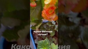 Какая бегония лучше: корневая или клубневая