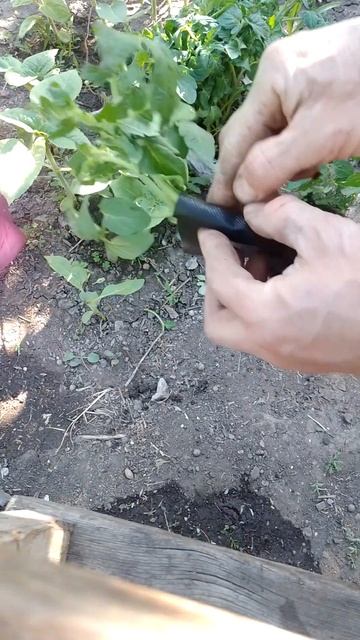 Посадка рассады🍅 без отравы.Защита от медведки.Тепеть всегда так делаю! смотреть онлайн