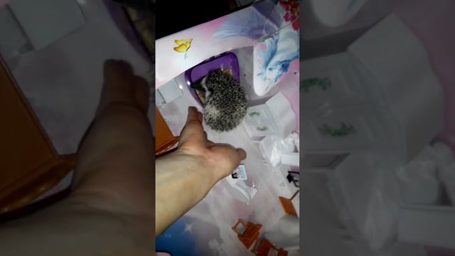 Африканский карликовый ежик смотреть онлайн