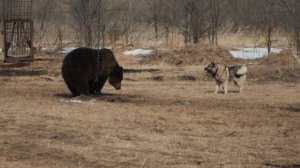 Работа норвежской лайки Тайсон по медведю на Волгоградских состязаниях.