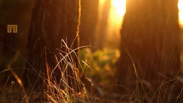 Щасливого понеділка! Вдалого понеділка! Вдалого робочого дня! Привіт Понеділок! Гарного тижня! смотреть онлайн