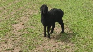 (979) ягнята резвятся на пастбище