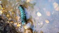 Hickory Horned Devil