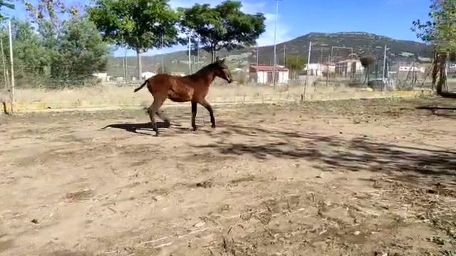 ТОП жеребёнок, который принесёт доход взрослея смотреть онлайн