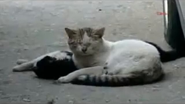 A cat's weasel / Кошачья ласка