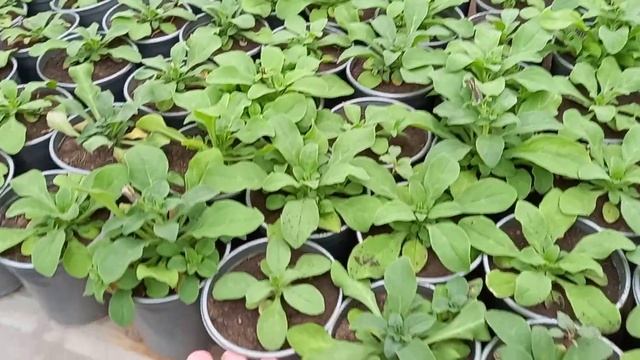 Дела в теплице с цветами! 8.05.2024г смотреть онлайн